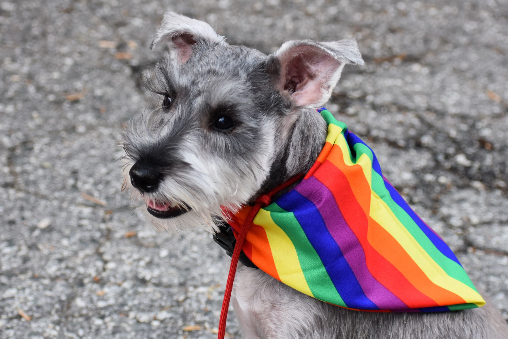 Greensboro Pride Festival